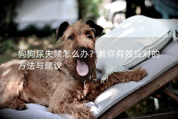 狗狗尿失禁怎么办？教你有效应对的方法与建议