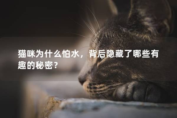 猫咪为什么怕水，背后隐藏了哪些有趣的秘密？