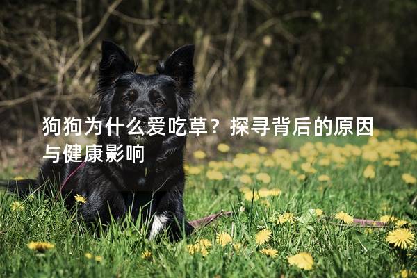 狗狗为什么爱吃草？探寻背后的原因与健康影响