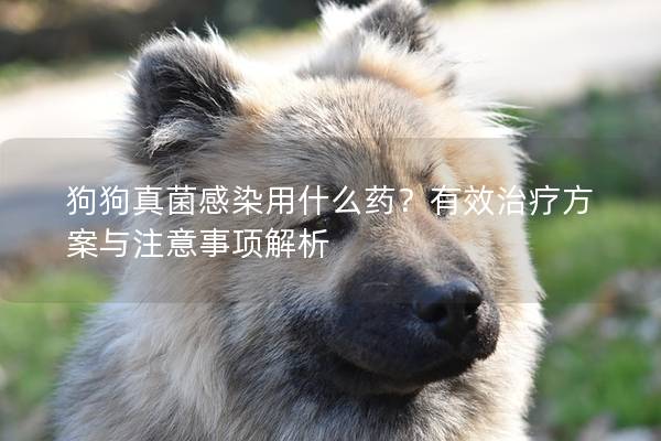 狗狗真菌感染用什么药？有效治疗方案与注意事项解析