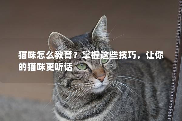 猫咪怎么教育？掌握这些技巧，让你的猫咪更听话