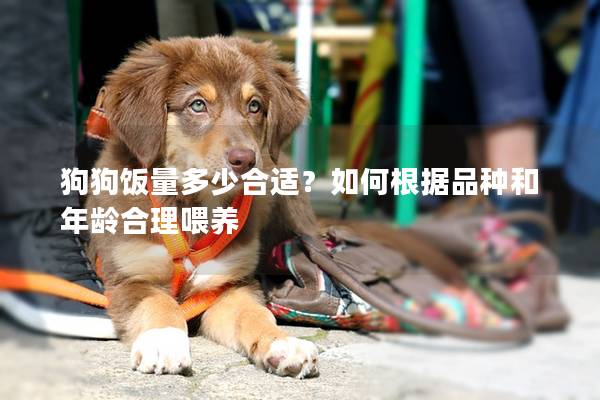 狗狗饭量多少合适？如何根据品种和年龄合理喂养