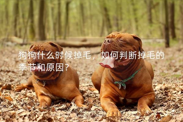 狗狗什么时候掉毛，如何判断掉毛的季节和原因？