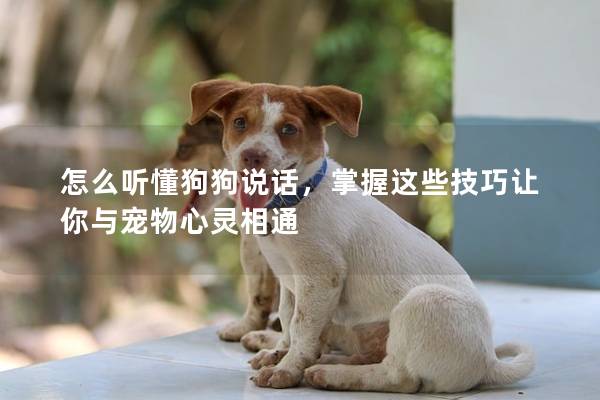 怎么听懂狗狗说话，掌握这些技巧让你与宠物心灵相通