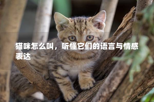 猫咪怎么叫，听懂它们的语言与情感表达