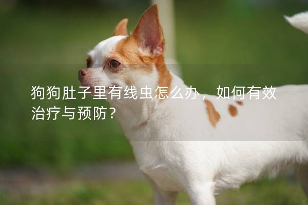 狗狗肚子里有线虫怎么办，如何有效治疗与预防？