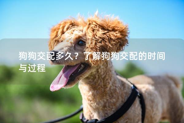 狗狗交配多久？了解狗狗交配的时间与过程