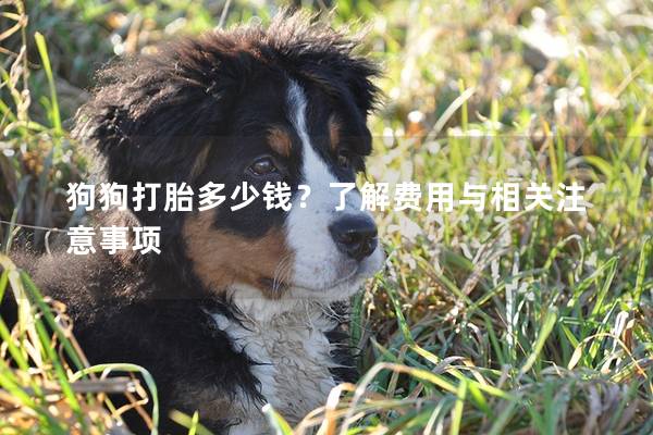 狗狗打胎多少钱？了解费用与相关注意事项