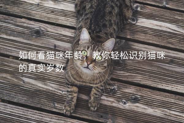 如何看猫咪年龄，教你轻松识别猫咪的真实岁数
