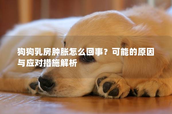 狗狗乳房肿胀怎么回事？可能的原因与应对措施解析