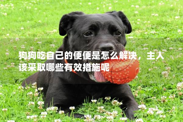 狗狗吃自己的便便是怎么解决，主人该采取哪些有效措施呢