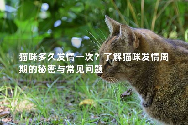 猫咪多久发情一次？了解猫咪发情周期的秘密与常见问题