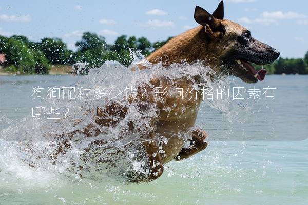 狗狗配种多少钱？影响价格的因素有哪些？