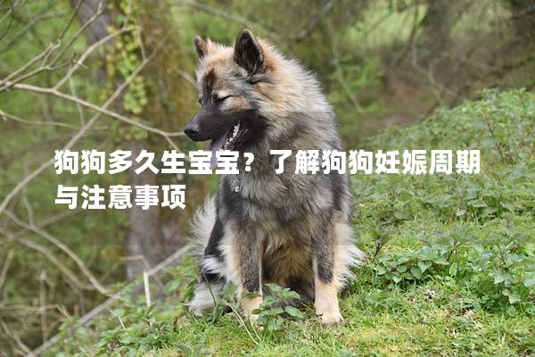 狗狗多久生宝宝？了解狗狗妊娠周期与注意事项