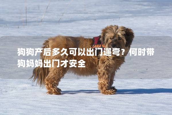 狗狗产后多久可以出门遛弯？何时带狗妈妈出门才安全