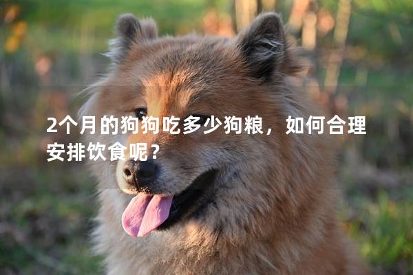 2个月的狗狗吃多少狗粮，如何合理安排饮食呢？