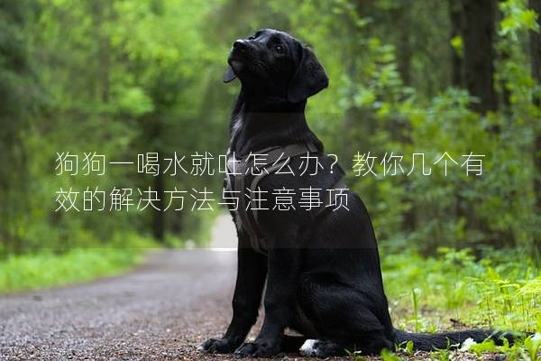 狗狗一喝水就吐怎么办？教你几个有效的解决方法与注意事项