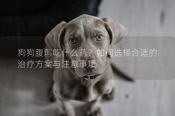 狗狗腹泻吃什么药？如何选择合适的治疗方案与注意事项