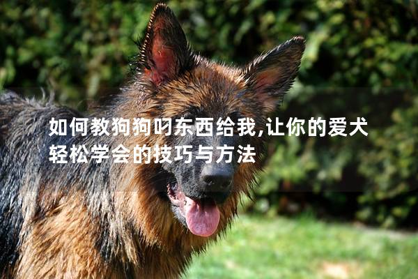 如何教狗狗叼东西给我,让你的爱犬轻松学会的技巧与方法