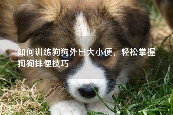 如何训练狗狗外出大小便，轻松掌握狗狗排便技巧