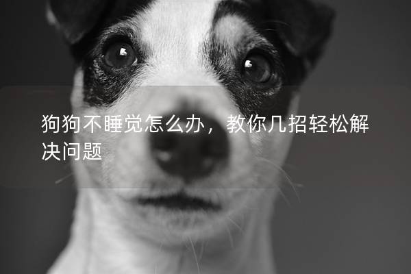 狗狗不睡觉怎么办，教你几招轻松解决问题