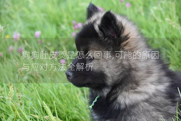 狗狗肚皮烫是怎么回事,可能的原因与应对方法全解析