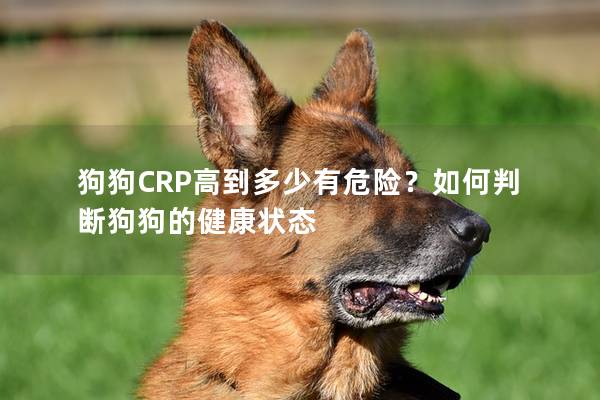 狗狗CRP高到多少有危险？如何判断狗狗的健康状态