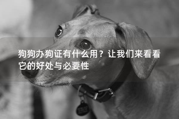 狗狗办狗证有什么用？让我们来看看它的好处与必要性