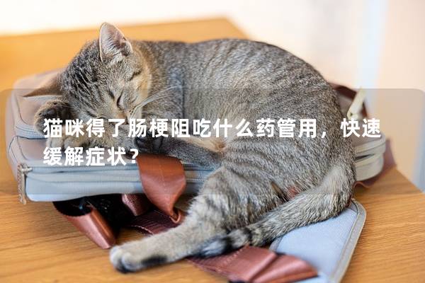 猫咪得了肠梗阻吃什么药管用，快速缓解症状？