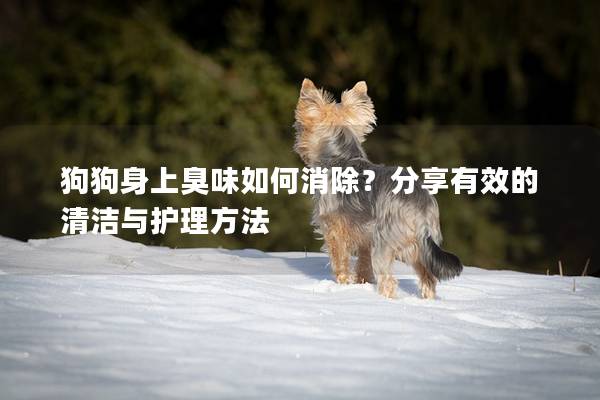 狗狗身上臭味如何消除？分享有效的清洁与护理方法