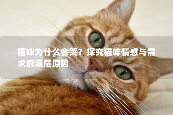 猫咪为什么会哭？探究猫咪情感与需求的深层原因