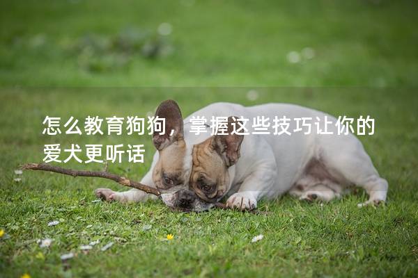 怎么教育狗狗，掌握这些技巧让你的爱犬更听话