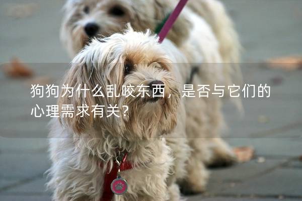 狗狗为什么乱咬东西，是否与它们的心理需求有关？