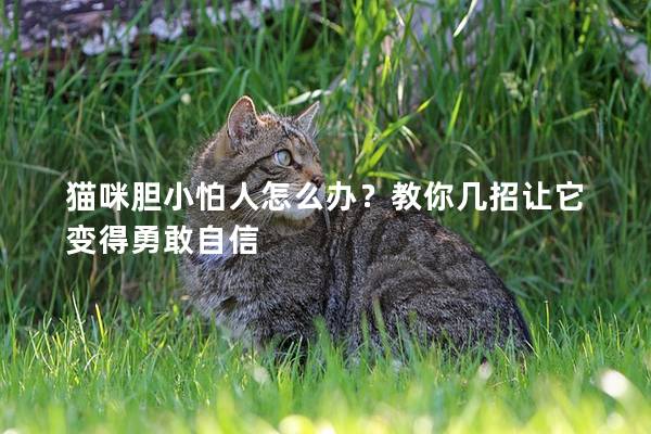 猫咪胆小怕人怎么办？教你几招让它变得勇敢自信