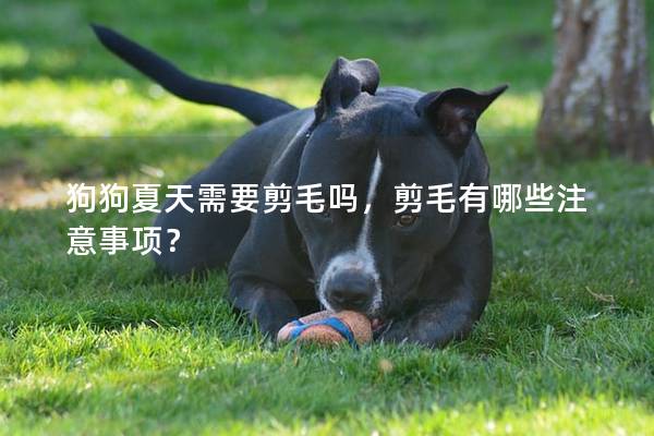 狗狗夏天需要剪毛吗，剪毛有哪些注意事项？