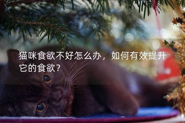 猫咪食欲不好怎么办，如何有效提升它的食欲？