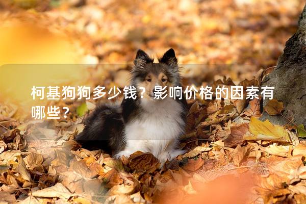 柯基狗狗多少钱？影响价格的因素有哪些？