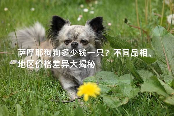 萨摩耶狗狗多少钱一只？不同品相、地区价格差异大揭秘