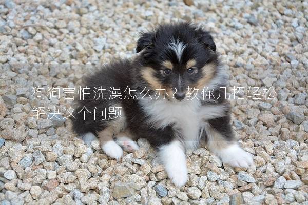 狗狗害怕洗澡怎么办？教你几招轻松解决这个问题