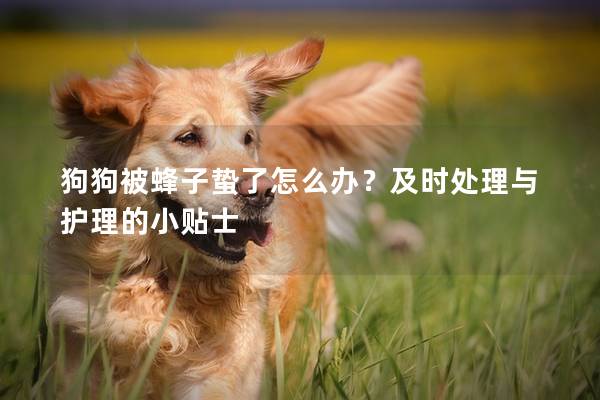 狗狗被蜂子蛰了怎么办？及时处理与护理的小贴士