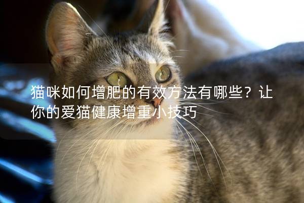 猫咪如何增肥的有效方法有哪些？让你的爱猫健康增重小技巧