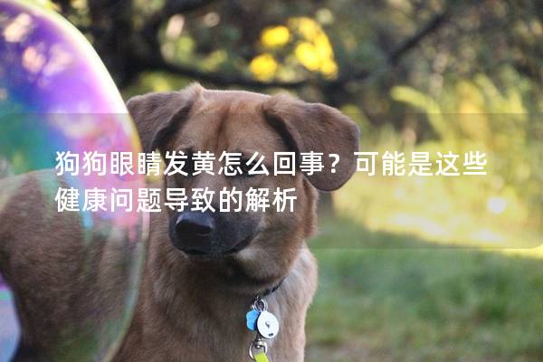 狗狗眼睛发黄怎么回事？可能是这些健康问题导致的解析