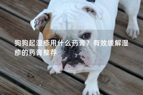 狗狗起湿疹用什么药膏？有效缓解湿疹的药膏推荐
