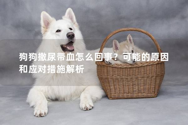 狗狗撒尿带血怎么回事？可能的原因和应对措施解析