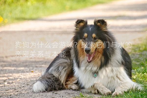 狗狗为什么会游泳？探索它们与水的亲密关系与本能