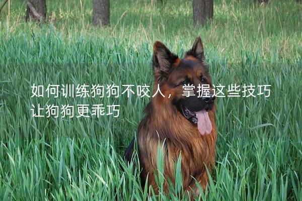 如何训练狗狗不咬人，掌握这些技巧让狗狗更乖巧