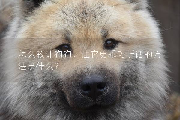怎么教训狗狗，让它更乖巧听话的方法是什么？