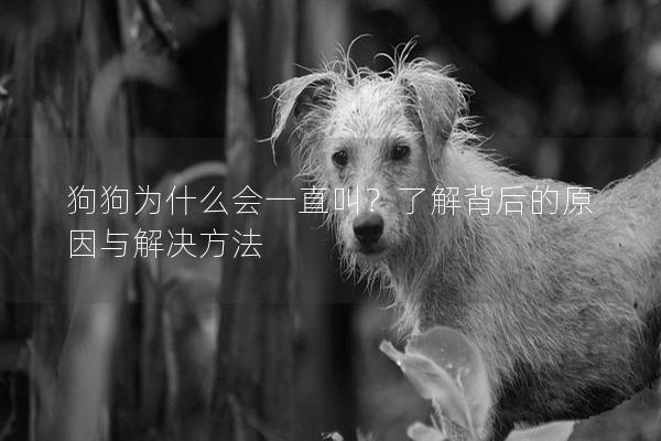 狗狗为什么会一直叫？了解背后的原因与解决方法