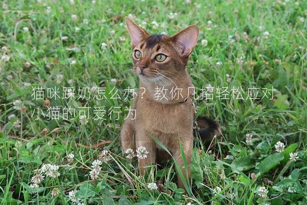 猫咪踩奶怎么办？教你几招轻松应对小猫的可爱行为