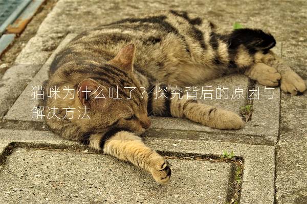 猫咪为什么吐了？探究背后的原因与解决方法